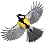 Great tit